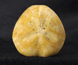 Sonstige - Seeigel - Plesiaster tranghayensis (LAMBERT 1936)